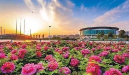 洛阳植物园爆料视频,探秘植物王国，自然之美尽收眼底